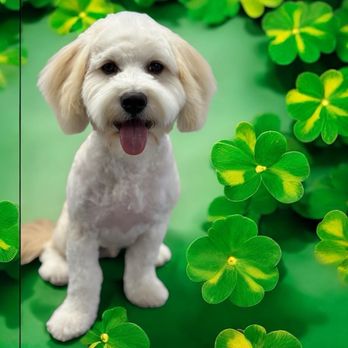 Luxe Pups - Milo - Pet Groomers Near Me - Chino, California
