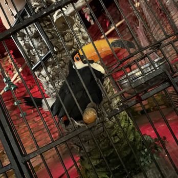 Mozambique - The toucan is real! - Steakhouses Near Me - Laguna Beach, California Mozambique - The toucan is real! - Steakhouses Near Me - Laguna Beach, California