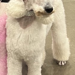 Fernando's Pooch Pawlor