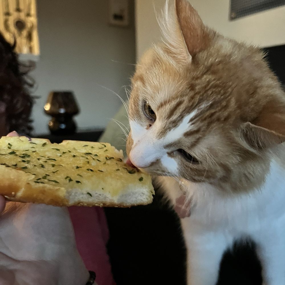 cat eating garlic bread - a bit too much butter for my preference but she enjoyed it cat eating garlic bread - a bit too much butter for my preference but she enjoyed it