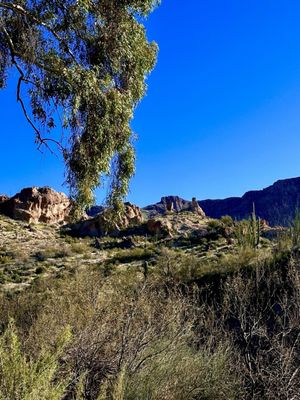 Boyce Thompson Arboretum by null