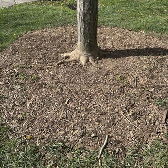 Solid Roots Tree Service - Tree Services Near Me - Wilmington, North Carolina Solid Roots Tree Service - Tree Services Near Me - Wilmington, North Carolina
