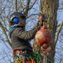 Lidster Tree Service