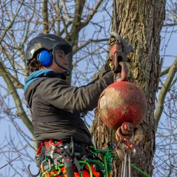 Lidster Tree Service