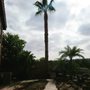 Photo of Oceanside Tree Service