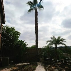 Oceanside Tree Service - After trimming Mexican fan palm Oceanside September 2022