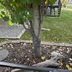 Tree-rific Tree Service - same columnar aspens require left part of this tree trunk removed
