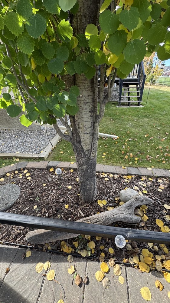 TREE-RIFIC TREE SERVICE - Updated February 2026 - 30 Photos - Calgary ...