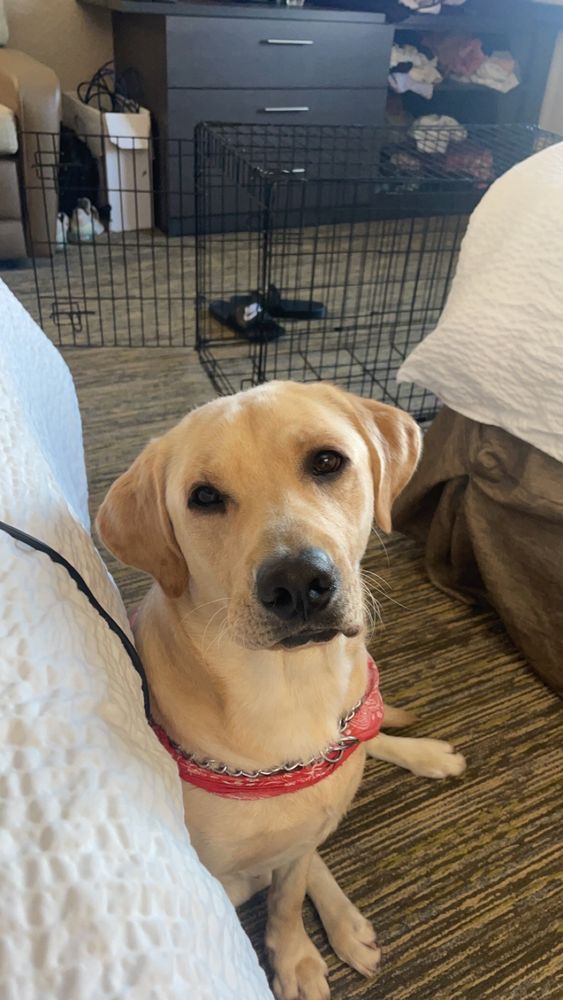 MY BUDDY BOARDING INN FOR PETS INCORP Updated August 2024 1140 S Guignard Dr, Sumter, South