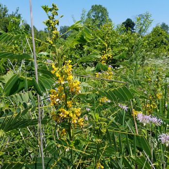 Daubenspeck Community Nature Park - colorful wildflowers - Parks Near Me - Indianapolis, Indiana Daubenspeck Community Nature Park - colorful wildflowers - Parks Near Me - Indianapolis, Indiana