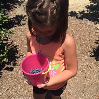 Temecula Berry - Admiring her bucket of berries - Farms Near Me - Temecula, California
