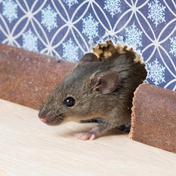 Security Pest Control - Pest Control Near Me