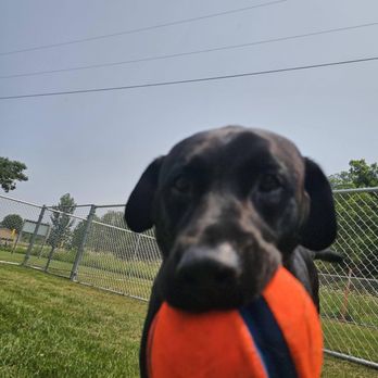 K9 Comfort - Pet Sitting Near Me - Bellevue, Iowa K9 Comfort - Pet Sitting Near Me - Bellevue, Iowa