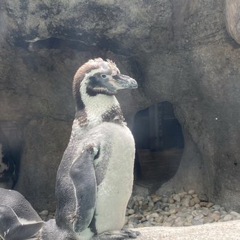 Columbus Zoo and Aquarium - These guys were cute - Zoos Near Me - Powell, Ohio