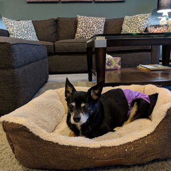 Oakhurst Veterinary Hospital - Cricket is happy she found her new vet office who treated her so well! - Veterinarians Near Me - Oakhurst, New Jersey