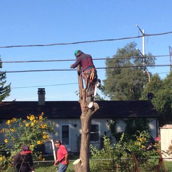 Duck's Tree & Stump Service - Almost gone. - Tree Services Near Me - Aurora, Illinois