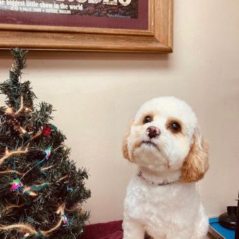 Sisters Groomery - Pet Groomers Near Me - Sisters, Oregon
