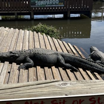 Gatorland - Zoos Near Me - Orlando, Florida