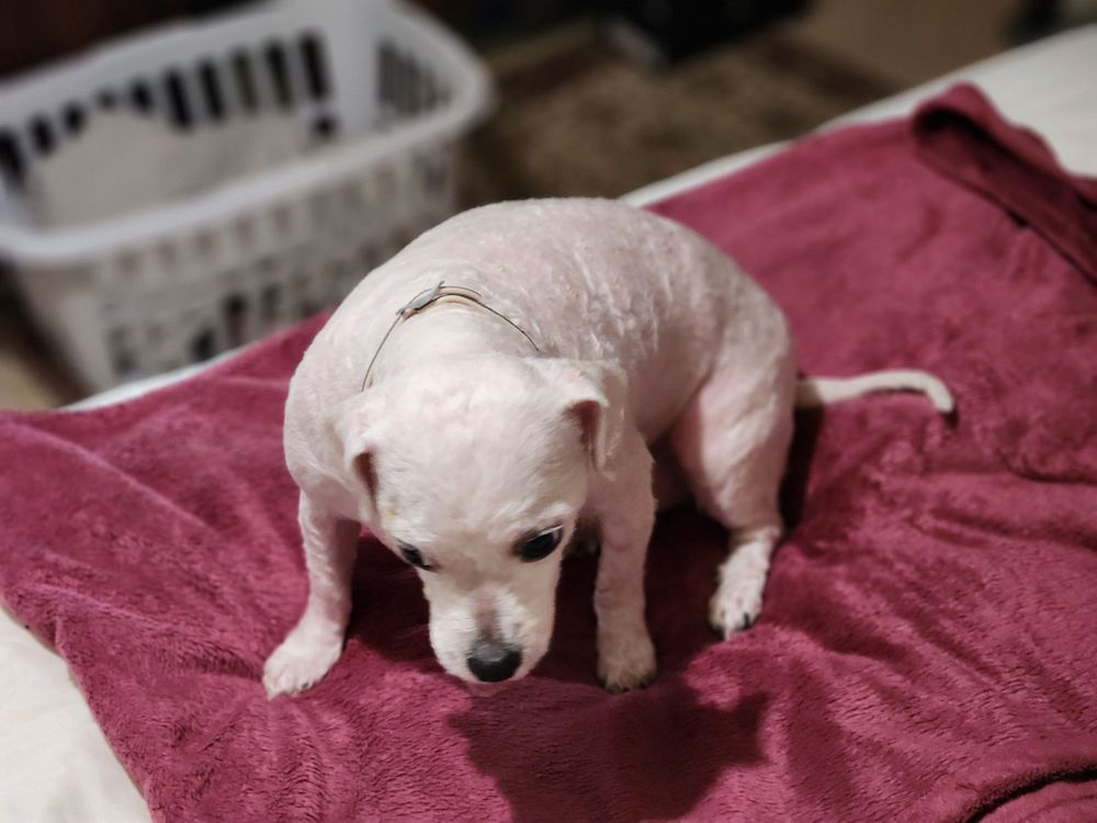 BELMONT PET SHOP with 39 real customer photos Updated August 2024