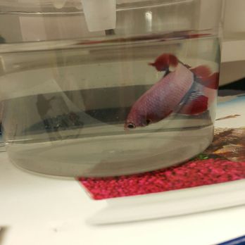 Petco - Pet Stores Near Me - New York, New York Petco - Pet Stores Near Me - New York, New York