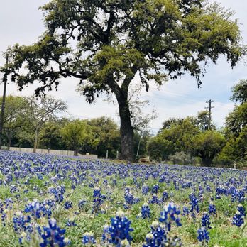 Boerne Skate Park - The skate park is a great place to see Bluebonnets blooming in late March/early April. - Skate Parks Near Me - Boerne, Texas