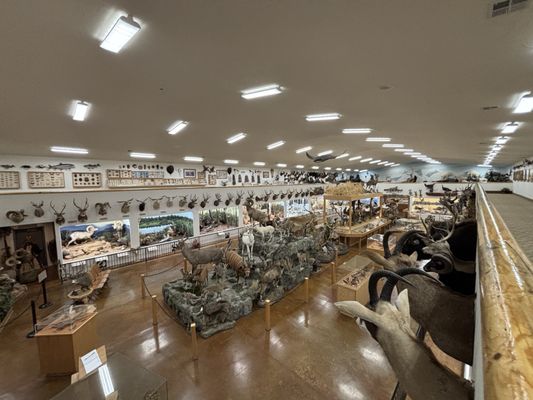 Bryce Wildlife Adventure by null