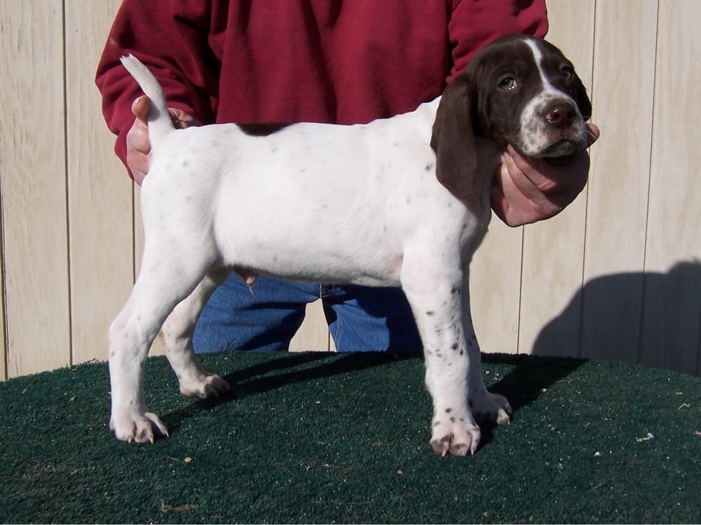 SKYLINE KENNELS Updated October 2024 709 S Skyline Dr, Nixa