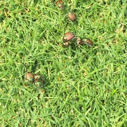 Farm flys
