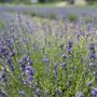Photo of Terre Bleu