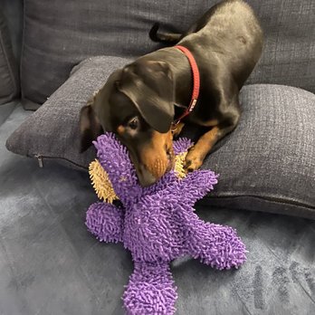 The Original Paw Pleasers - Mario loves his new toy - Pet Stores Near Me - San Diego, California The Original Paw Pleasers - Mario loves his new toy - Pet Stores Near Me - San Diego, California