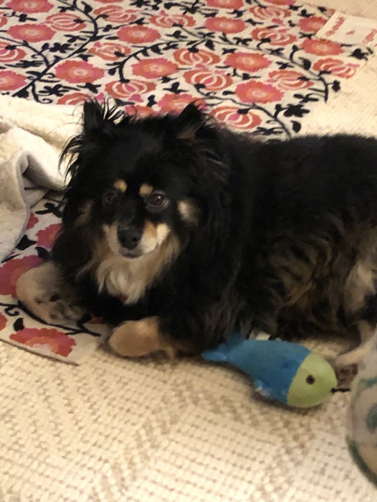 GROSSE POINTE FARMS DOG PARK Updated September 2024 19 Photos