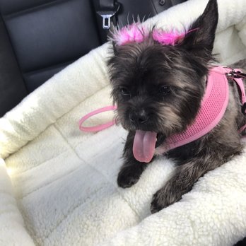 Dawn's Pet Palace - Ride home with the AC on - Pet Groomers Near Me - Carmichael, California Dawn's Pet Palace - Ride home with the AC on - Pet Groomers Near Me - Carmichael, California