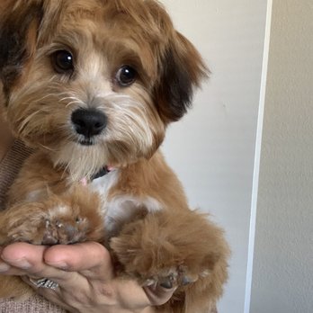 Pampered Pet - Pet Groomers Near Me - Riverside, California