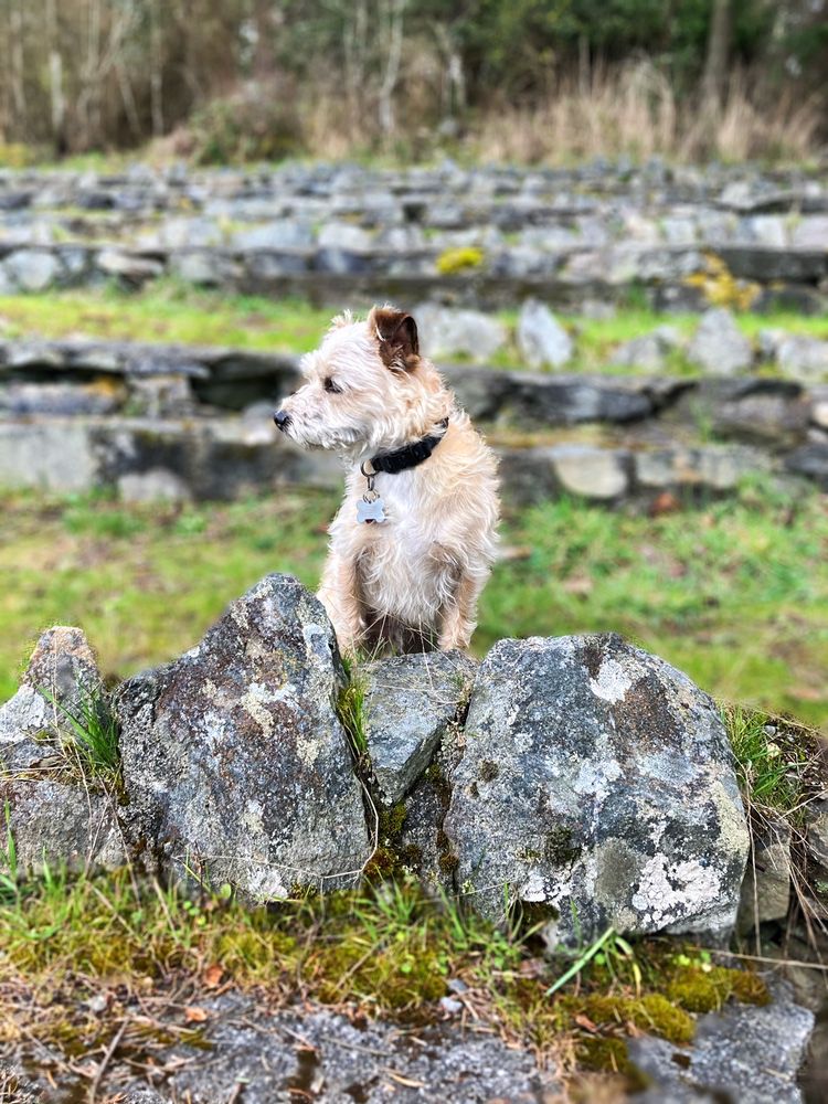 Posh Puppies Image