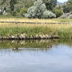 Rock Bottom Ranch Aspen Center For Enviromental Studies - Ducks