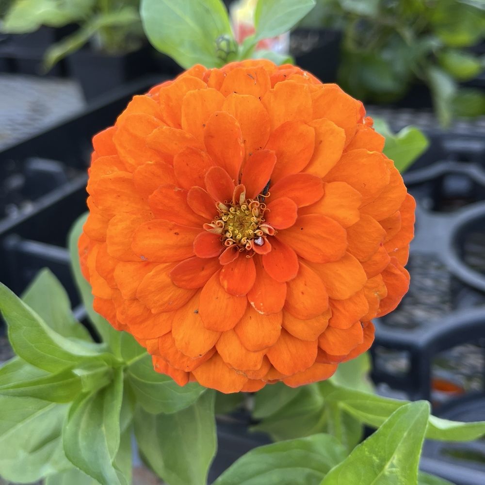 Beautiful flowers in garden center! Beautiful flowers in garden center!
