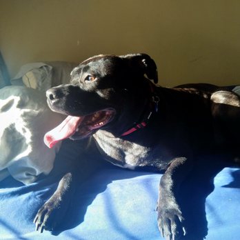 88 Pet Spa - Pawsitive experience! - Pet Groomers Near Me - Reseda , California