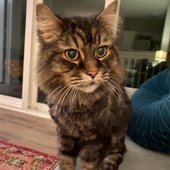 The Charleston Cat Groomer - 16 years young - Pet Groomers Near Me - Mount Pleasant, South Carolina The Charleston Cat Groomer - 16 years young - Pet Groomers Near Me - Mount Pleasant, South Carolina