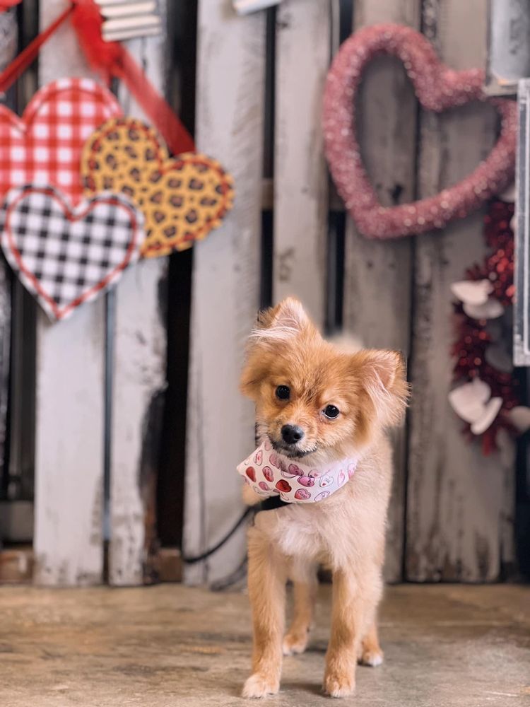 SOUTHERN PAWS DOG GROOMING & SPA 229 Photos 5287 Hwy 151, Ringgold