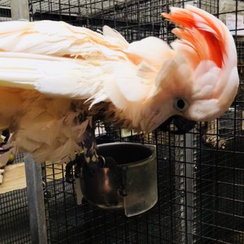 Adventures In Birds - Precious Moluccan Cockatoo...don't know it's name, but I love it and wish I could take it home. - Bird Shops Near Me - Houston, Texas Adventures In Birds - Precious Moluccan Cockatoo...don't know it's name, but I love it and wish I could take it home. - Bird Shops Near Me - Houston, Texas