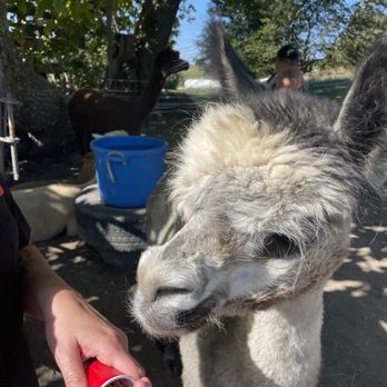 Rusty Stars Alpaca - Attraction Farms Near Me - Winterset, Iowa