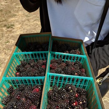U Pick at Webb Ranch - Picked berries - Pick Your Own Farms Near Me - Portola Valley, California U Pick at Webb Ranch - Picked berries - Pick Your Own Farms Near Me - Portola Valley, California