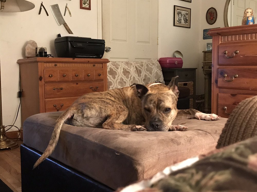 WOODBRIDGE ANIMAL SHELTER Updated September 2024 11 Photos & 11