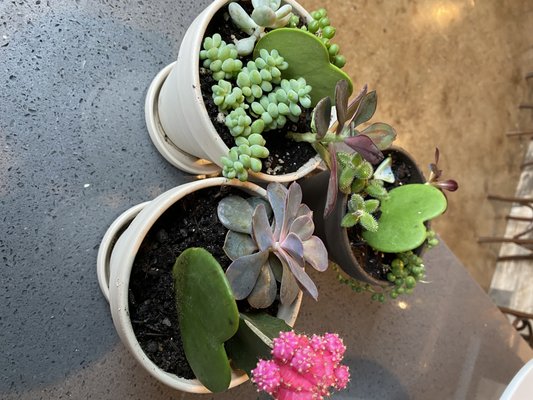 Mae Mae Café & Plant Shop by null