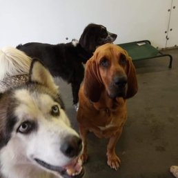 My bloodhound, Opie, his friends at daycare! My bloodhound, Opie, his friends at daycare!
