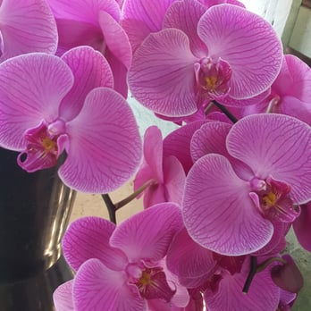 Flower Frenzy - Orchids - Florists Near Me