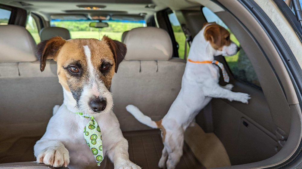 DOG HAVEN LODGE Updated September 2024 12 Photos 155 Sharon Dr