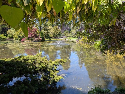 Beacon Hill Park by null