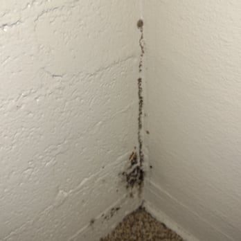 Gorelick Real Estate Advisors - Black mold found in Gorelick Real Estate apt #9 on Caliente St, NV. - Apartments Near Me - Reno, Nevada