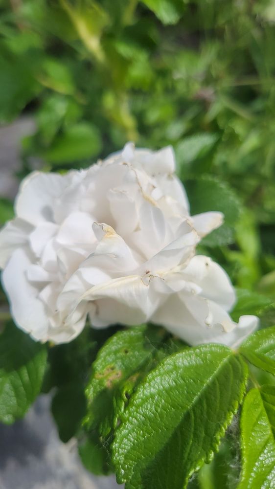 TAKU LAKE PARK Updated August 2024 89 Photos 100 E 76th Ave, Anchorage, Alaska Parks